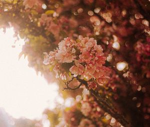 Preview wallpaper sakura, flowers, branches, light, rays