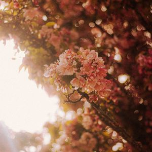 Preview wallpaper sakura, flowers, branches, light, rays