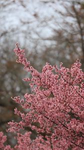 Preview wallpaper sakura, flowers, branches, pink, spring