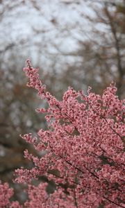 Preview wallpaper sakura, flowers, branches, pink, spring