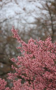 Preview wallpaper sakura, flowers, branches, pink, spring