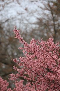 Preview wallpaper sakura, flowers, branches, pink, spring