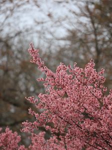 Preview wallpaper sakura, flowers, branches, pink, spring