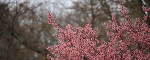 Preview wallpaper sakura, flowers, branches, pink, spring