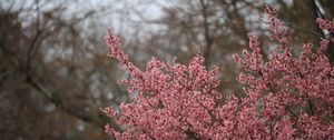 Preview wallpaper sakura, flowers, branches, pink, spring