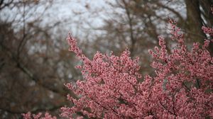 Preview wallpaper sakura, flowers, branches, pink, spring