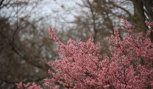 Preview wallpaper sakura, flowers, branches, pink, spring
