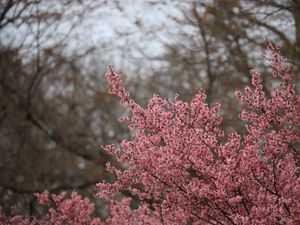 Preview wallpaper sakura, flowers, branches, pink, spring