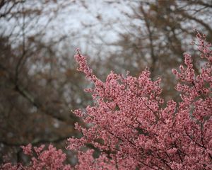 Preview wallpaper sakura, flowers, branches, pink, spring