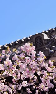 Preview wallpaper sakura, flowers, branches, roof, architecture
