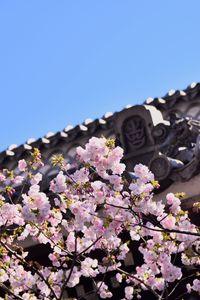 Preview wallpaper sakura, flowers, branches, roof, architecture