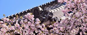 Preview wallpaper sakura, flowers, branches, roof, architecture