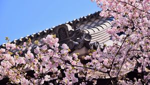 Preview wallpaper sakura, flowers, branches, roof, architecture