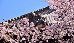 Preview wallpaper sakura, flowers, branches, roof, architecture