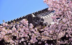 Preview wallpaper sakura, flowers, branches, roof, architecture