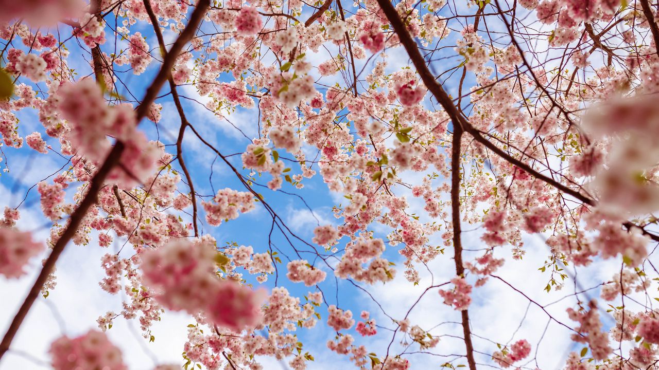 Wallpaper sakura, flowers, branches, pink
