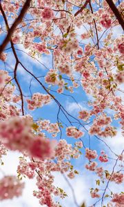 Preview wallpaper sakura, flowers, branches, pink