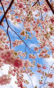 Preview wallpaper sakura, flowers, branches, pink