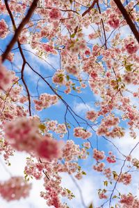 Preview wallpaper sakura, flowers, branches, pink