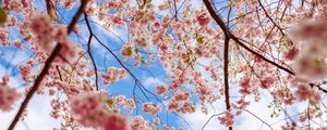 Preview wallpaper sakura, flowers, branches, pink