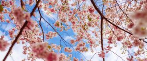 Preview wallpaper sakura, flowers, branches, pink