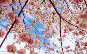 Preview wallpaper sakura, flowers, branches, pink