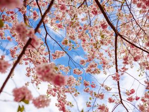 Preview wallpaper sakura, flowers, branches, pink