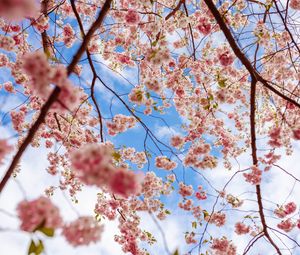 Preview wallpaper sakura, flowers, branches, pink