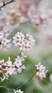 Preview wallpaper sakura, flowers, branches, spring, macro