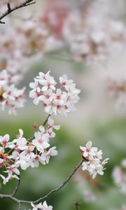 Preview wallpaper sakura, flowers, branches, spring, macro