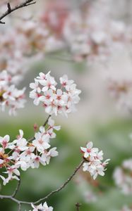 Preview wallpaper sakura, flowers, branches, spring, macro