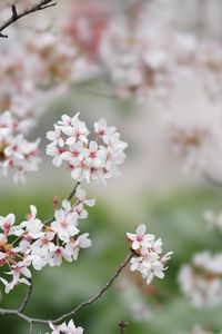 Preview wallpaper sakura, flowers, branches, spring, macro