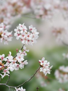 Preview wallpaper sakura, flowers, branches, spring, macro