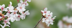 Preview wallpaper sakura, flowers, branches, spring, macro