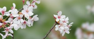 Preview wallpaper sakura, flowers, branches, spring, macro