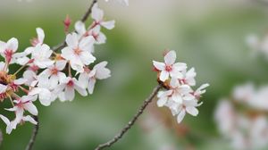Preview wallpaper sakura, flowers, branches, spring, macro