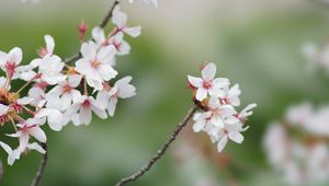 Preview wallpaper sakura, flowers, branches, spring, macro