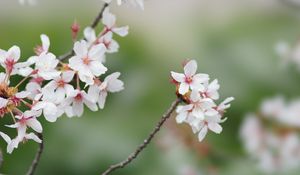 Preview wallpaper sakura, flowers, branches, spring, macro