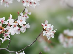 Preview wallpaper sakura, flowers, branches, spring, macro