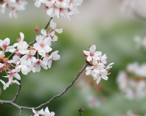 Preview wallpaper sakura, flowers, branches, spring, macro