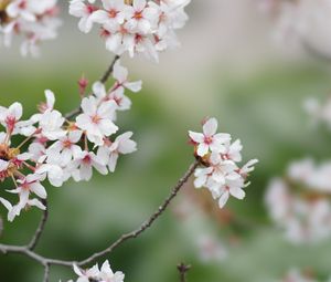 Preview wallpaper sakura, flowers, branches, spring, macro