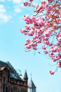 Preview wallpaper sakura, flowers, branches, sky