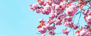 Preview wallpaper sakura, flowers, branches, sky