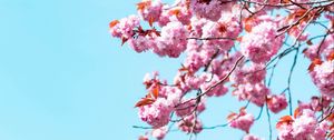 Preview wallpaper sakura, flowers, branches, sky