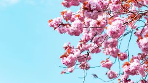 Preview wallpaper sakura, flowers, branches, sky