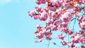 Preview wallpaper sakura, flowers, branches, sky