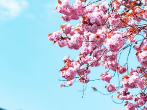 Preview wallpaper sakura, flowers, branches, sky