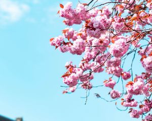 Preview wallpaper sakura, flowers, branches, sky