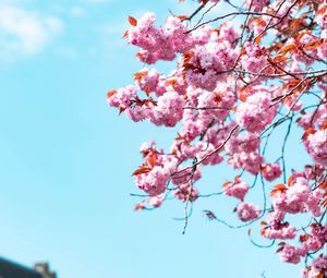 Preview wallpaper sakura, flowers, branches, sky