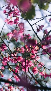 Preview wallpaper sakura, flowers, branches, macro, pink